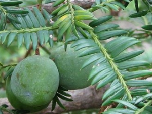 �֦Ҷ�Ĺ�Ч������