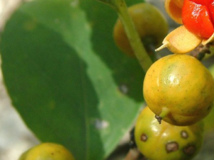 �̰������ٵĹ�Ч������