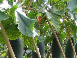 ����Ҷ�Ĺ�Ч������