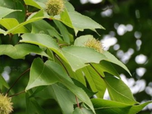 �����Ĺ�Ч������