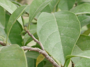 ��ľ�Ĺ�Ч������