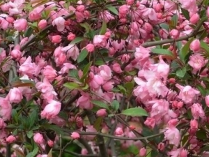 ��˿���ĵĹ�Ч������