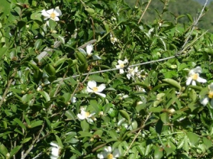 ����ľ���Ĺ�Ч������