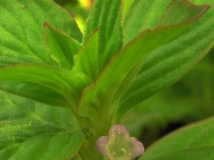 �Ứ�ݵĹ�Ч������