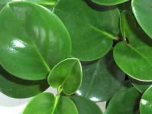 �����̵Ĺ�Ч������