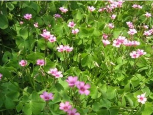 �����ݵĹ�Ч������