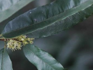 �����Ĺ�Ч������