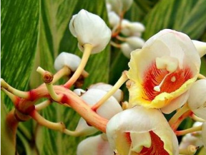 ���ޢ�Ĺ�Ч������