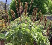 �������Ĺ�Ч������