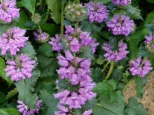 ���յĹ�Ч������