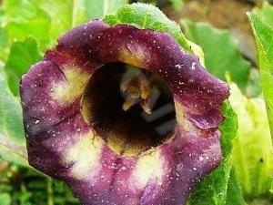 ���ѵĹ�Ч������