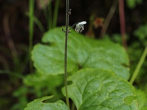 ��ľ��Ĺ�Ч������