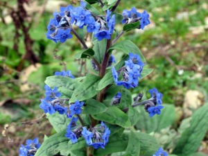 ��ʺ���Ĺ�Ч������