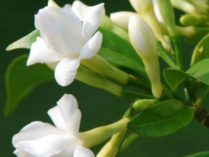 �������Ĺ�Ч������