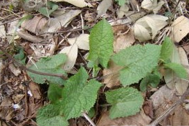 ��ҶѪ��ݵĹ�Ч������