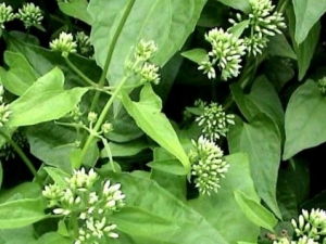 �������Ĺ�Ч������