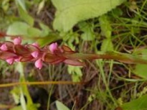 �ԶԲεĹ�Ч������