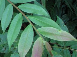 ����Ҷ�Ĺ�Ч������