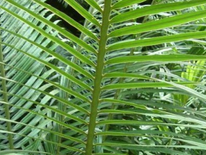 ��Ҷ�����Ĺ�Ч������