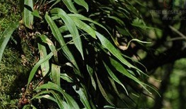 ����Τ�Ĺ�Ч������