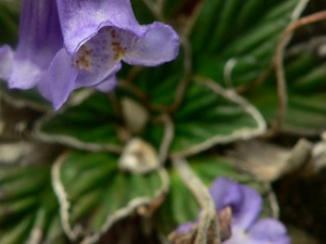 �ελ��Ĺ�Ч������