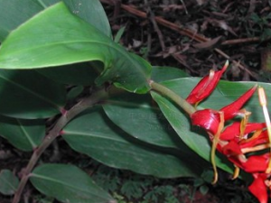 ������� ��Ч������ ��ҩ