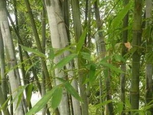 ������Ĺ�Ч������