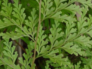 ��Ҷ�𻨲ݵĹ�Ч������