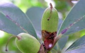 ��ͷ����Ĺ�Ч������