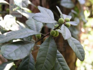 ����÷���Ĺ�Ч�����ü�ʳ�÷���