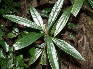 ������ɡ�Ĺ�Ч�����ü�ҩ�ü�ֵ