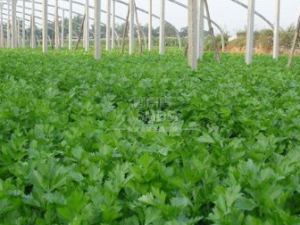 ���۵�Ӫ������