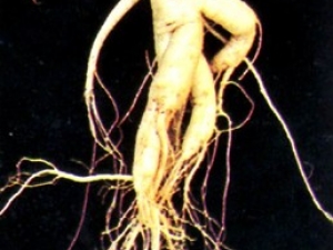 ������ҩ�����е���ʳ����