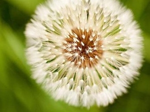 ��ҩ��ҩ�ĳ������Ĵ����