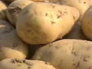 ������Ӫ����ֵ�빦Ч