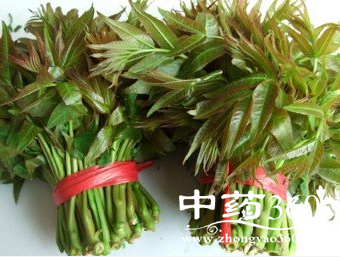 香椿的营养分析与做法