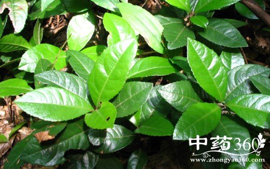 矮地茶的药用价值与功效