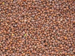 ��ҩ����С������