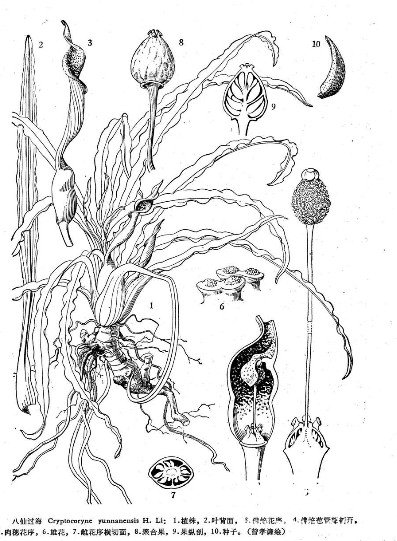 八仙过海的药用价值与功效