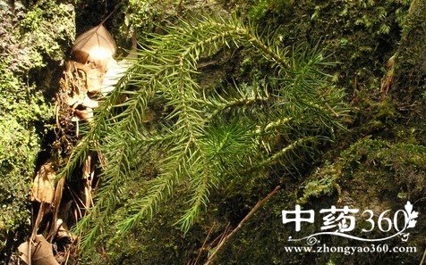 八股绳的药用价值与功效