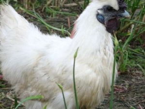 �ڼ��׷��費��������