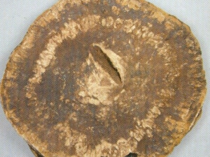 ע��������������ҩ