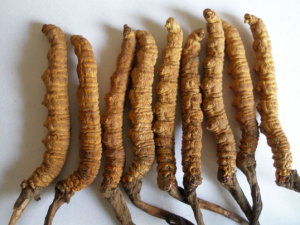 �����Ĳݵ�Ӫ����ֵ�빦Ч