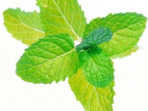 Ӧ����ҩ��۳����