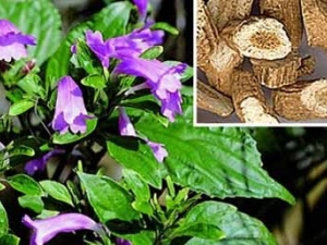 ���ױ����õ������г�ҩ