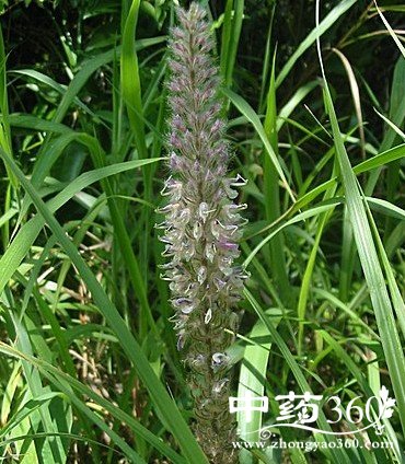 布狗尾的药用价值与功效