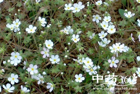 北方点地梅的药用价值与功效