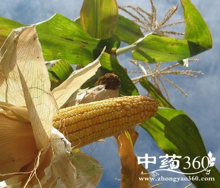 包谷火焰包的药用价值与功效