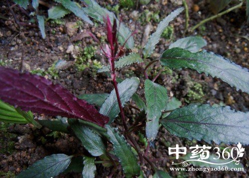 半柱花的药用价值与功效