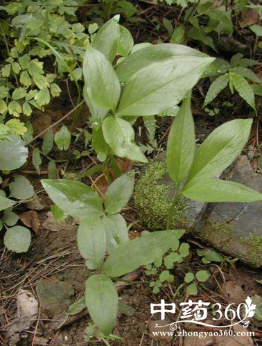 半夏的药用价值与功效